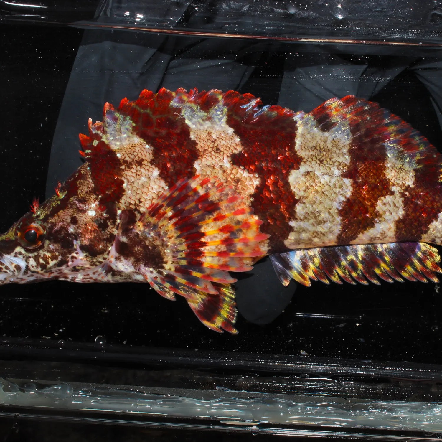 The most recent Painted greenling catches on Fishbrain