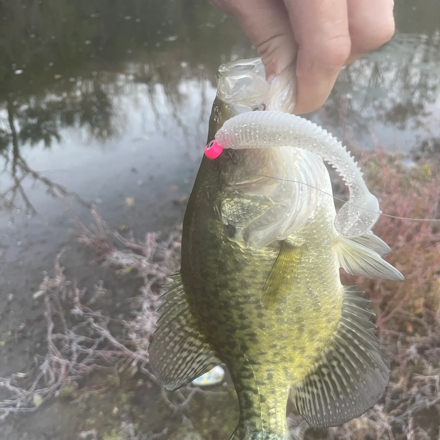 Black crappie caught on Fishbrain