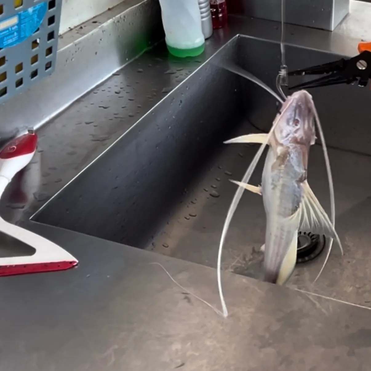 The most recent Spotted sorubim catches on Fishbrain