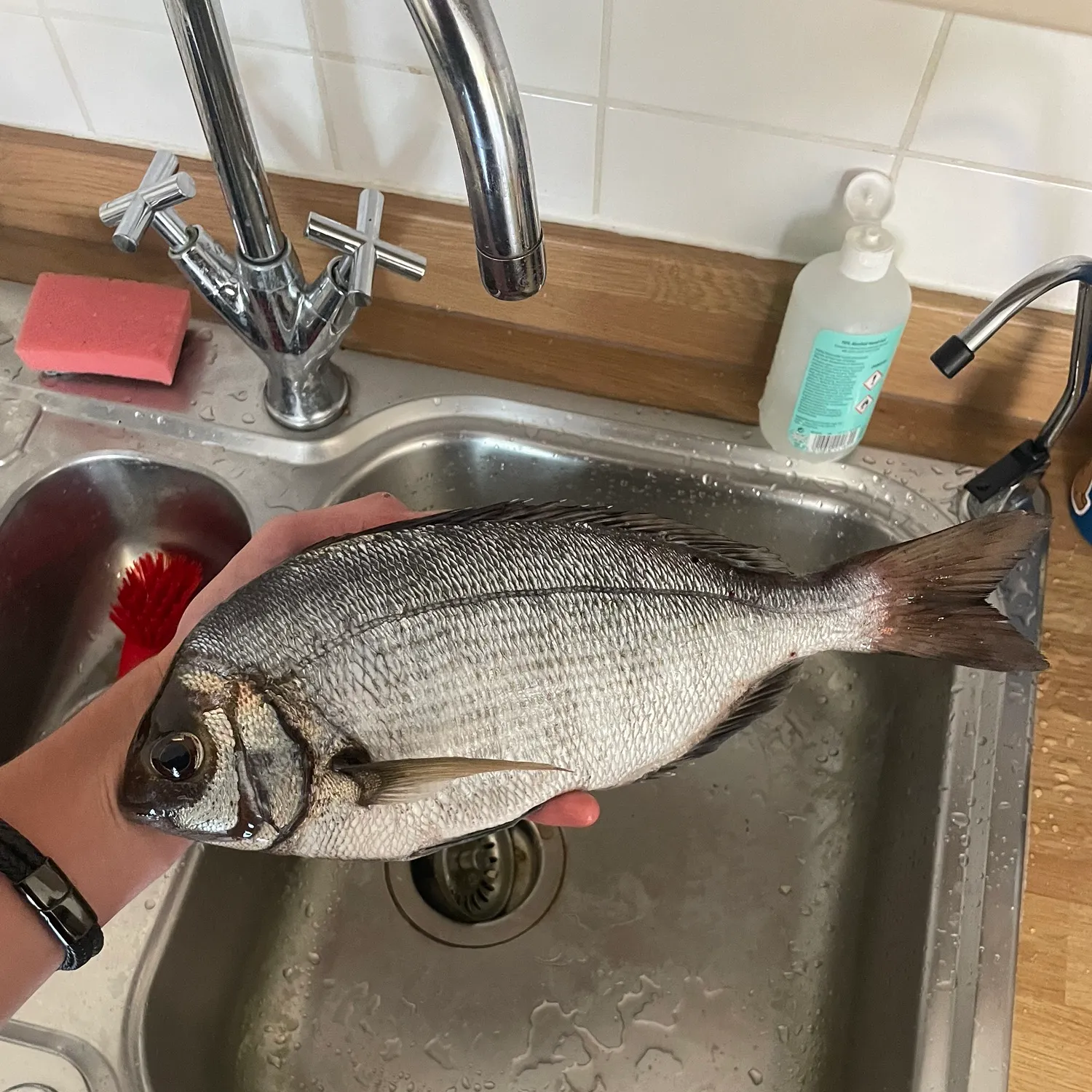 The most recent Black seabream catches on Fishbrain