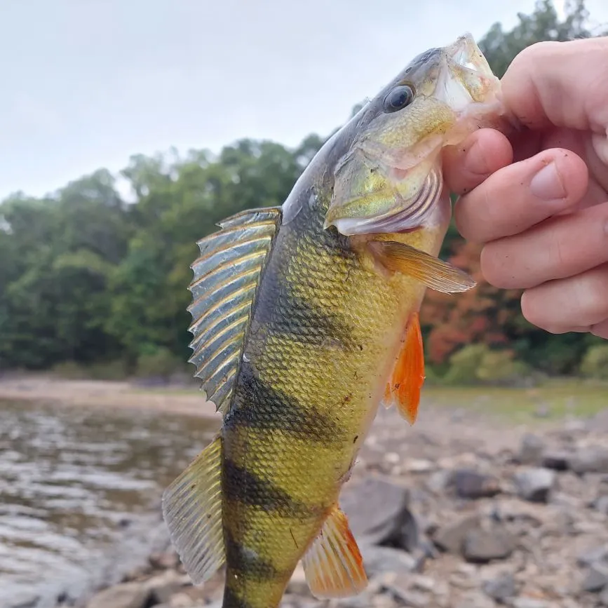 Yellow perch caught on Fishbrain