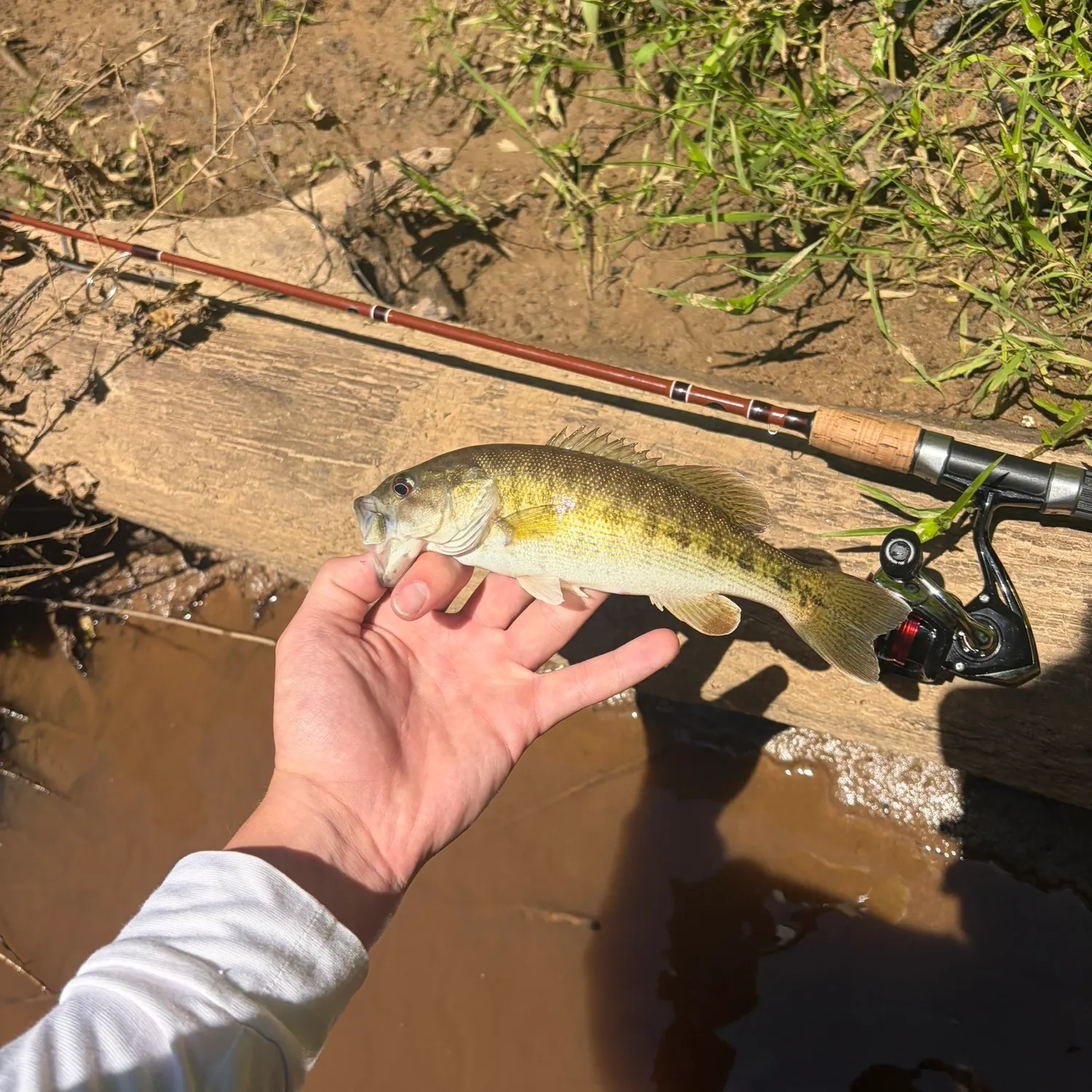 The most recent Bartram's bass catches on Fishbrain