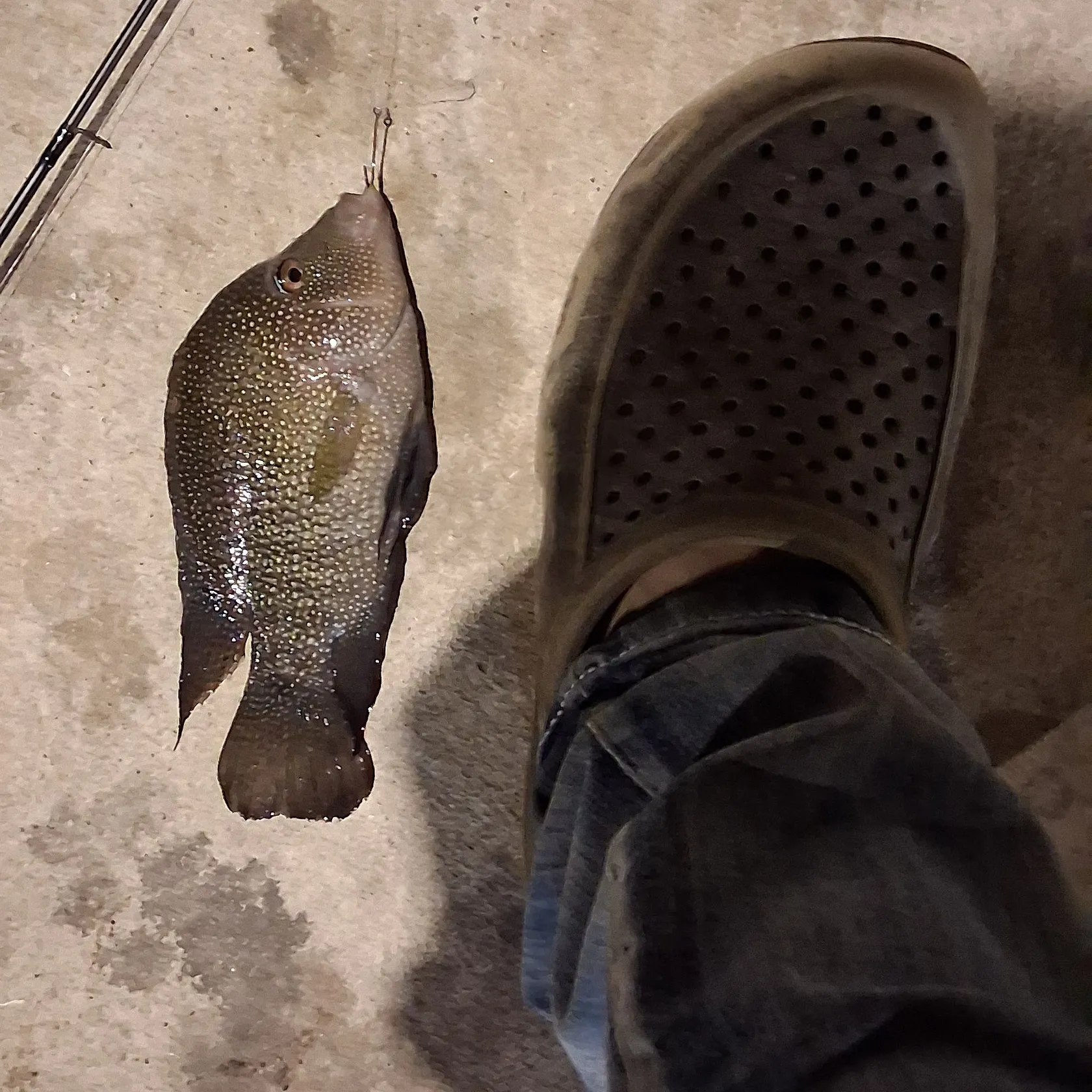 The most recent Rio Grande cichlid catches on Fishbrain