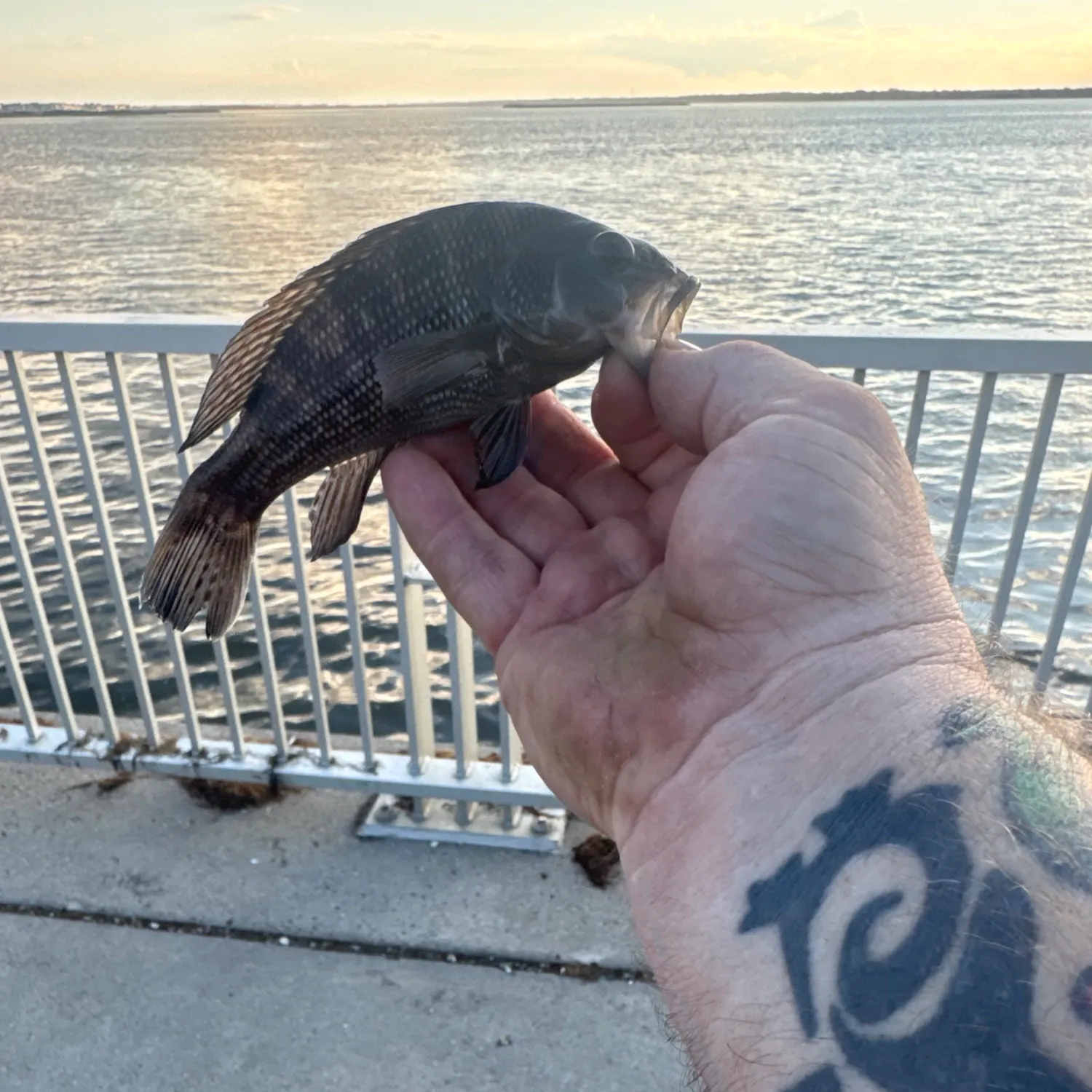 Black sea bass caught on Fishbrain
