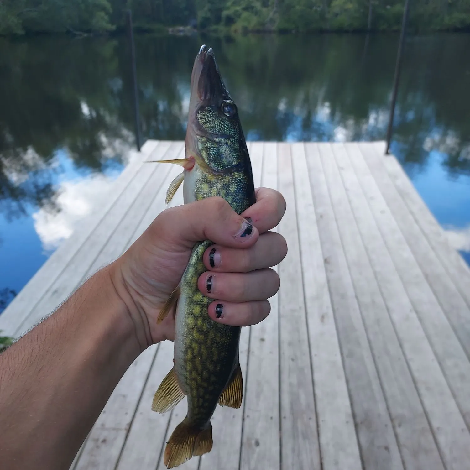 angler catch