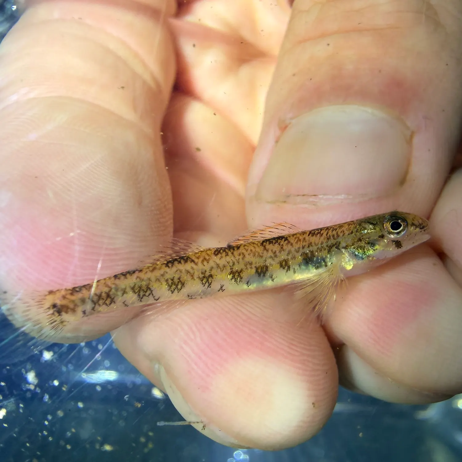 The most recent High cockscomb catches on Fishbrain