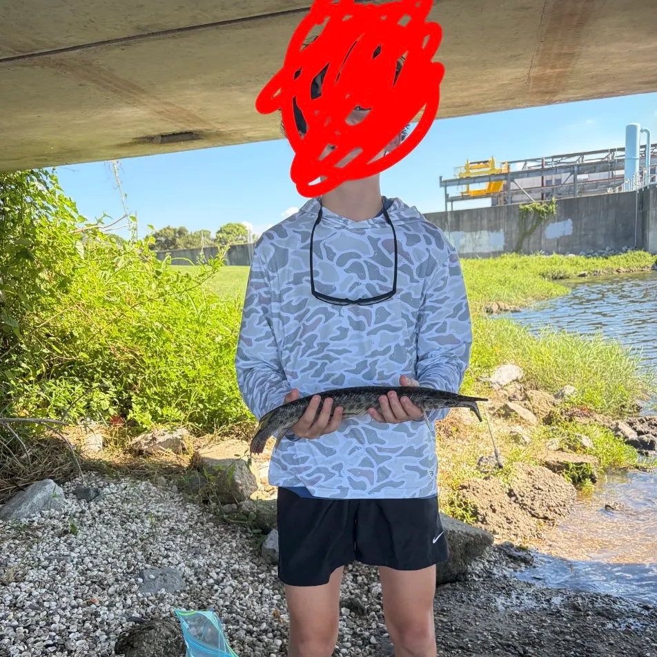 Spotted gar caught on Fishbrain