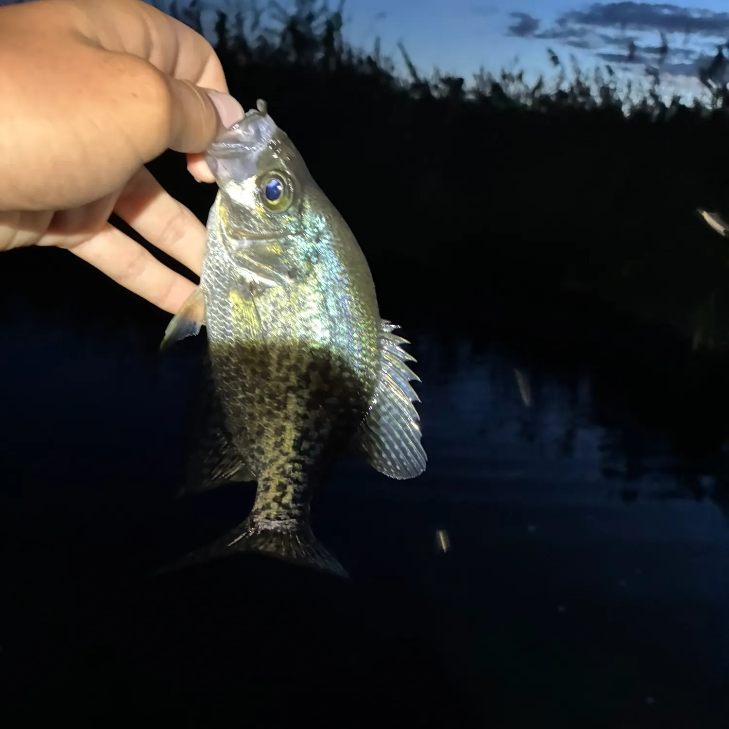 Black crappie caught on Fishbrain