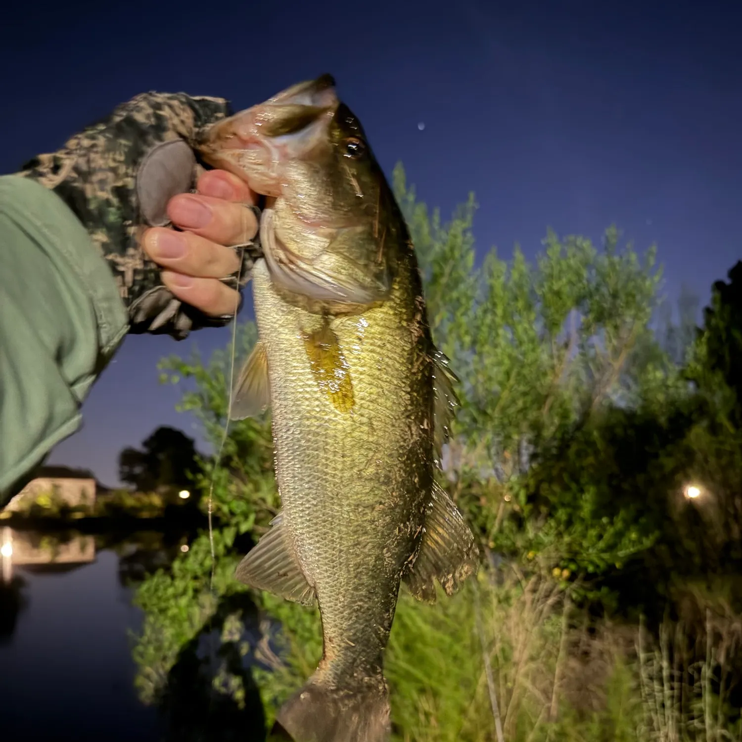 Largemouth bass caught on Fishbrain