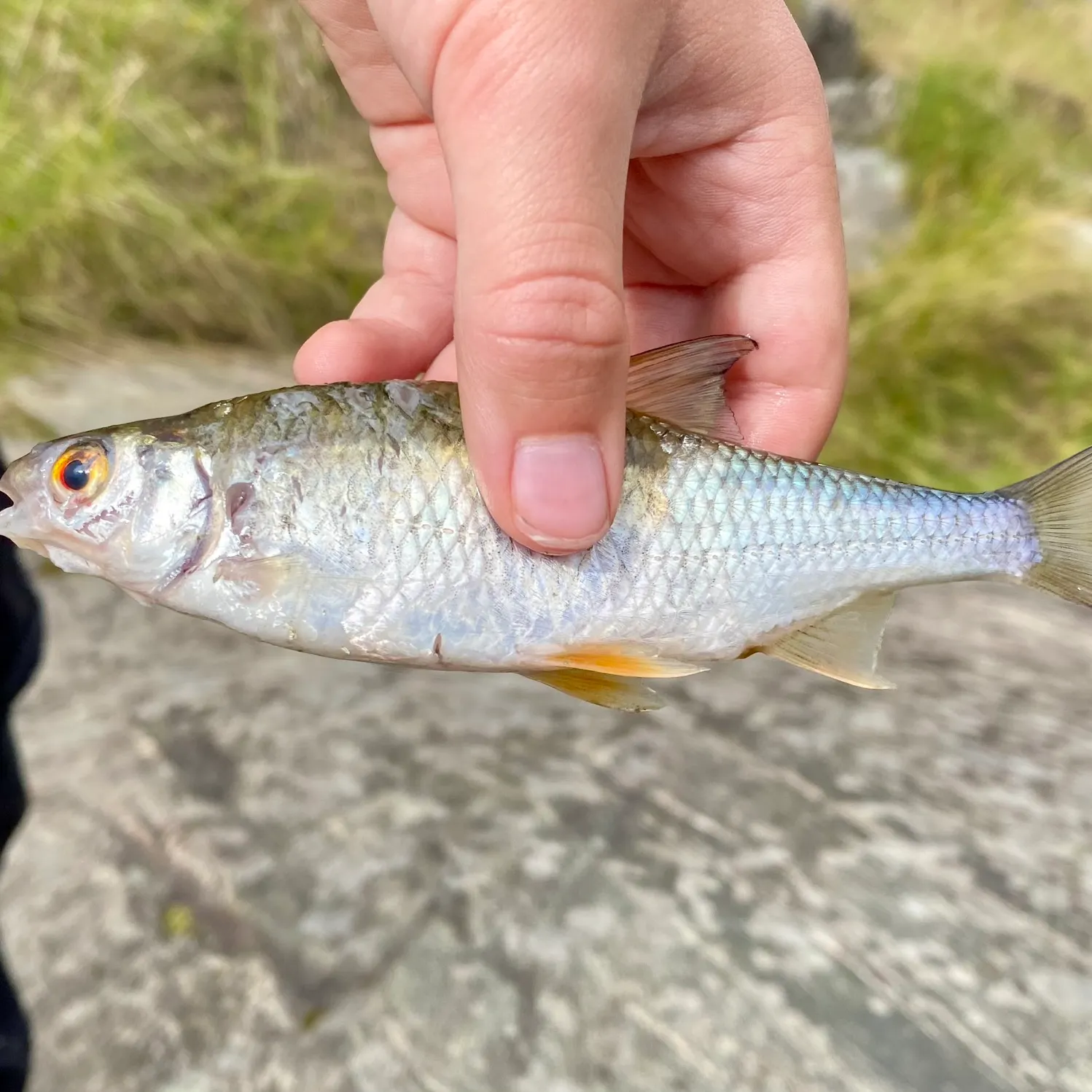 Common roach caught on Fishbrain