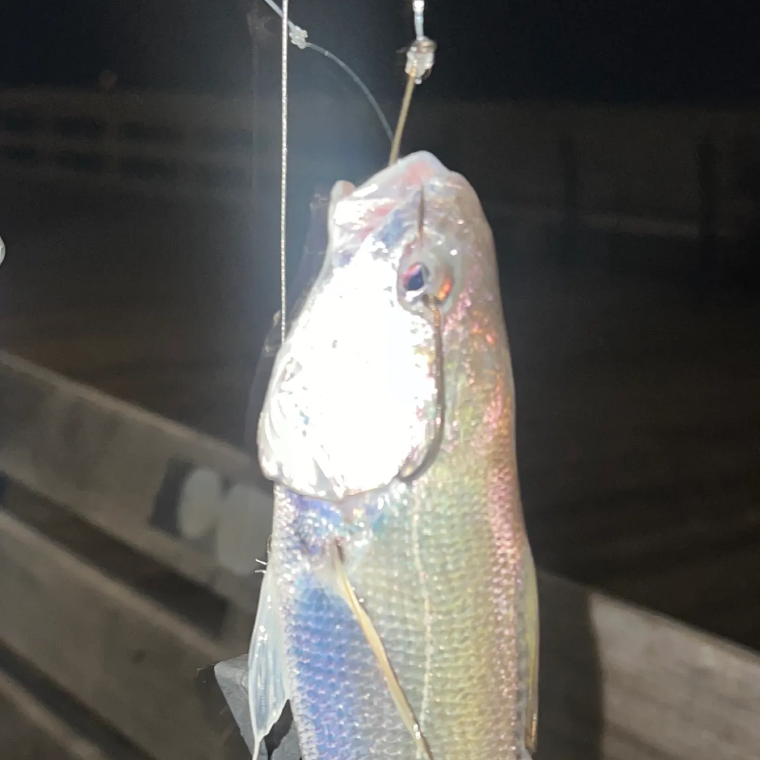 The most recent White croaker catches on Fishbrain