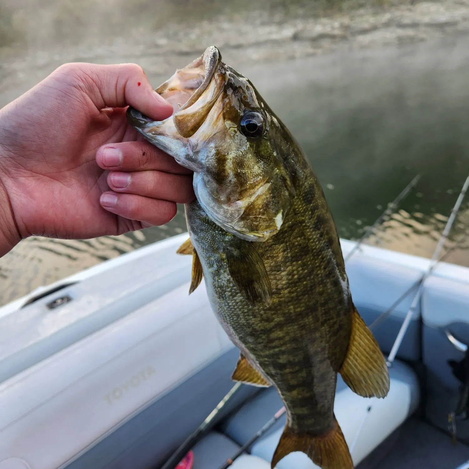 Smallmouth bass caught on Fishbrain