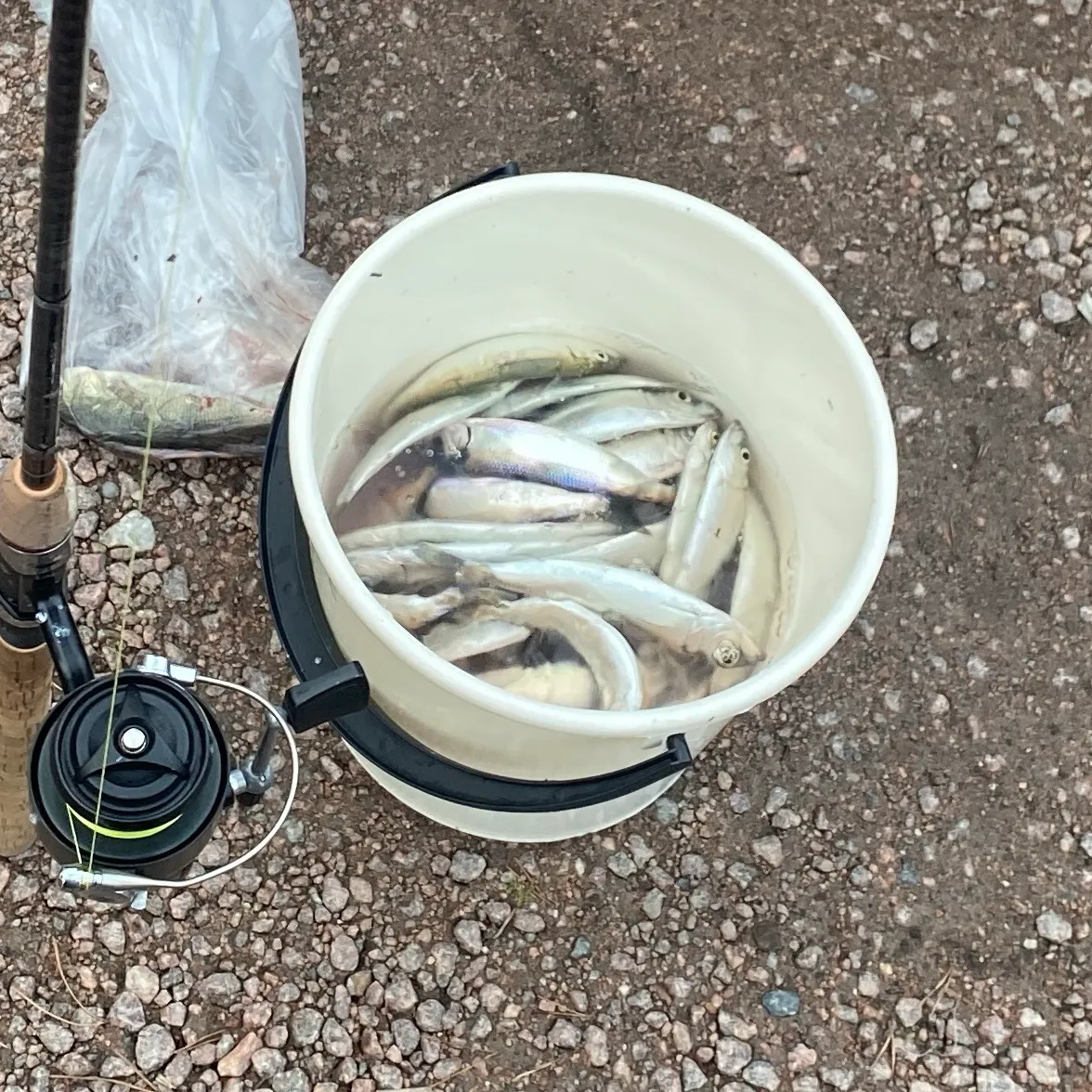 The most recent Atlantic herring catches on Fishbrain