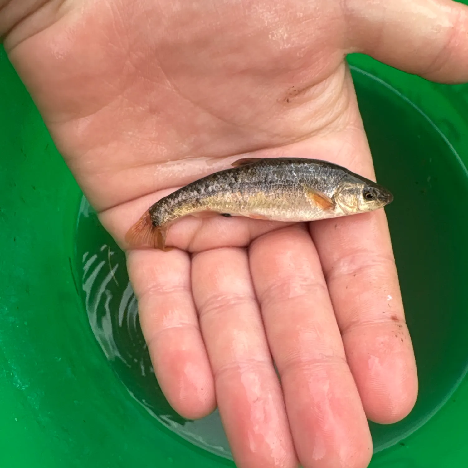 The most recent Sharpbelly catches on Fishbrain