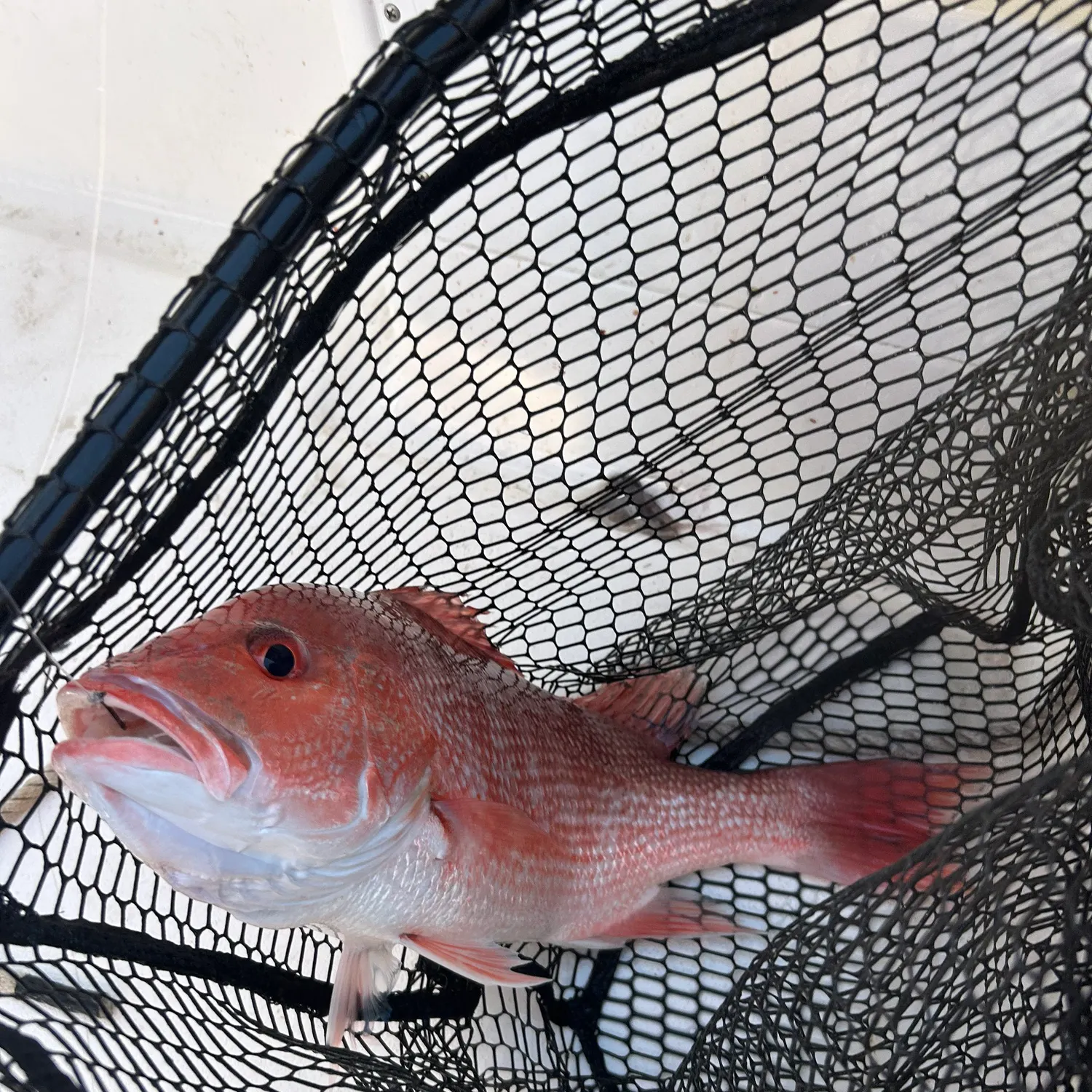 The most recent Northern red snapper catches on Fishbrain