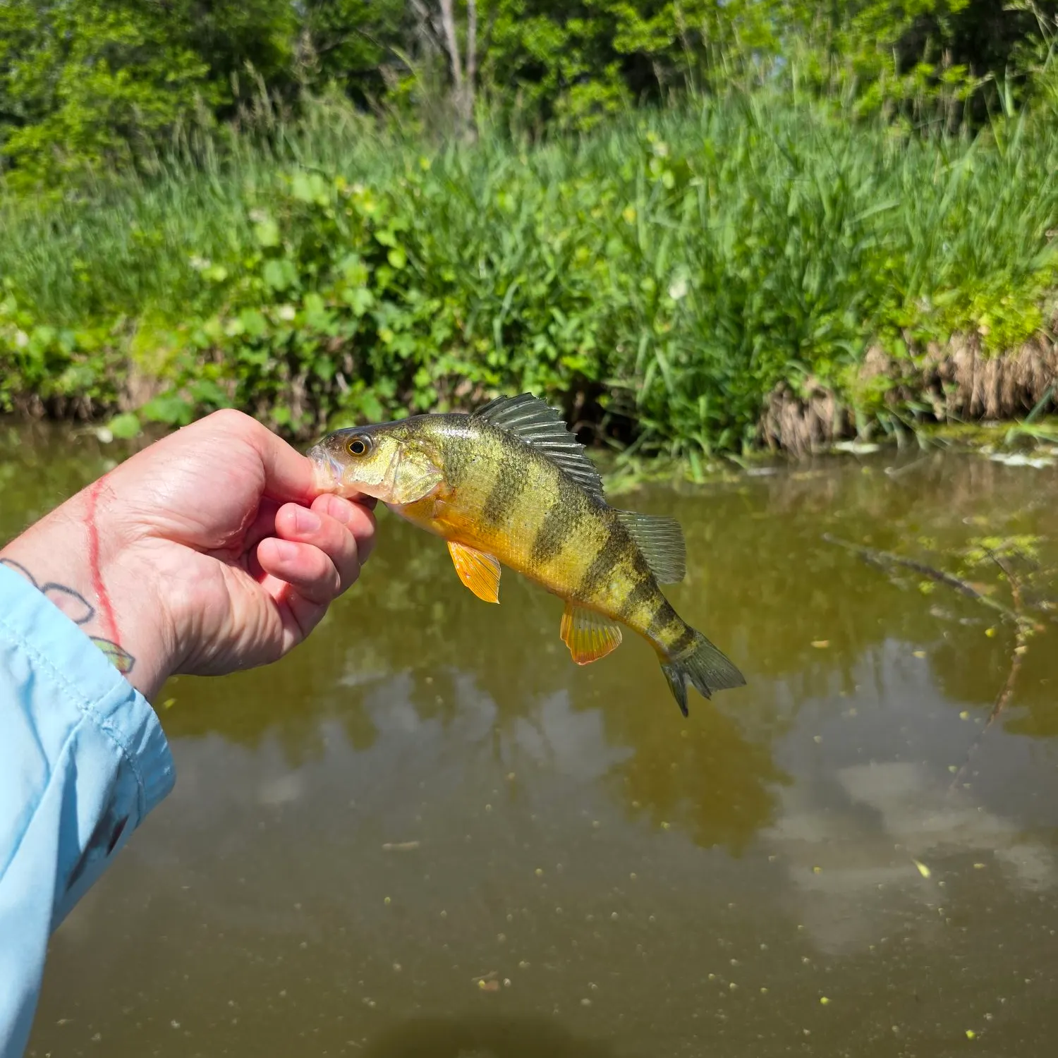 catch