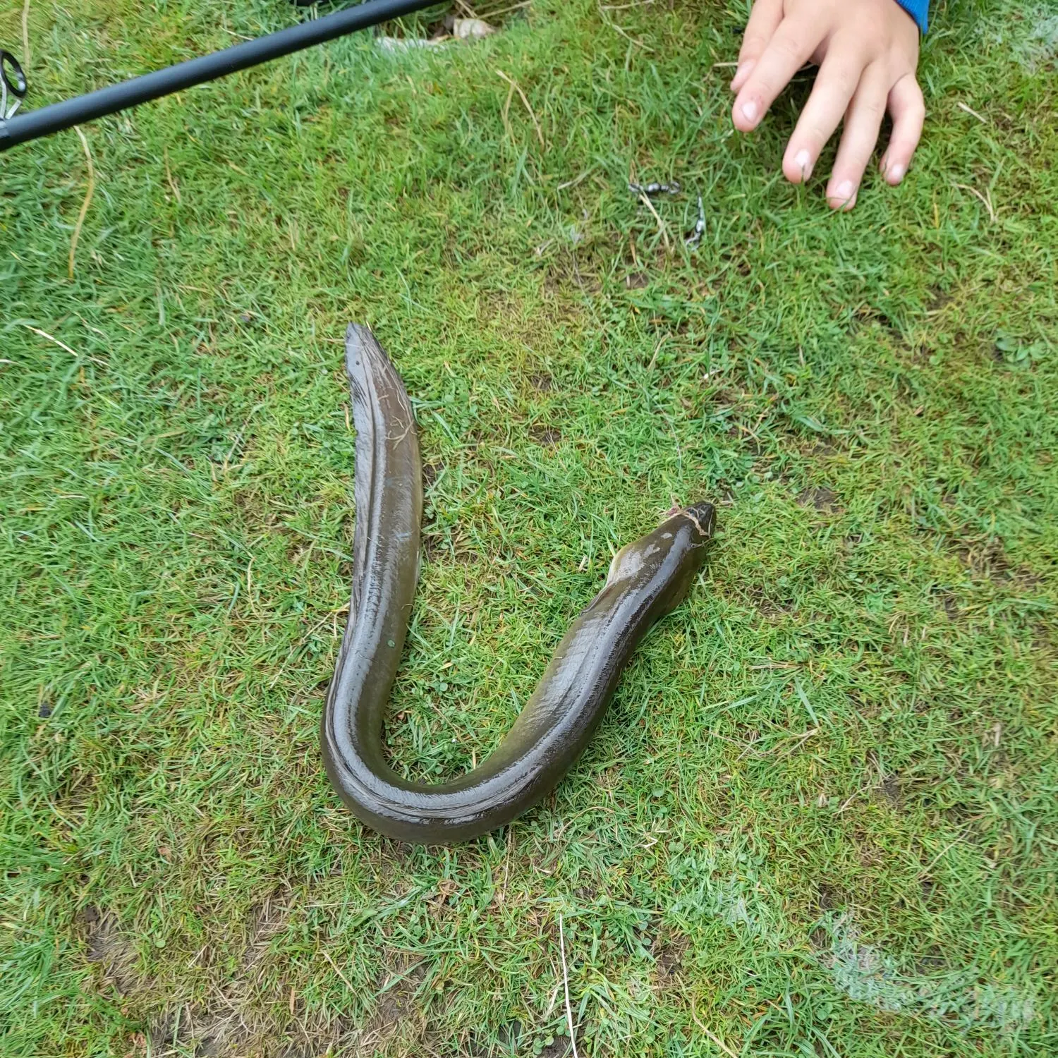 European eel caught on Fishbrain