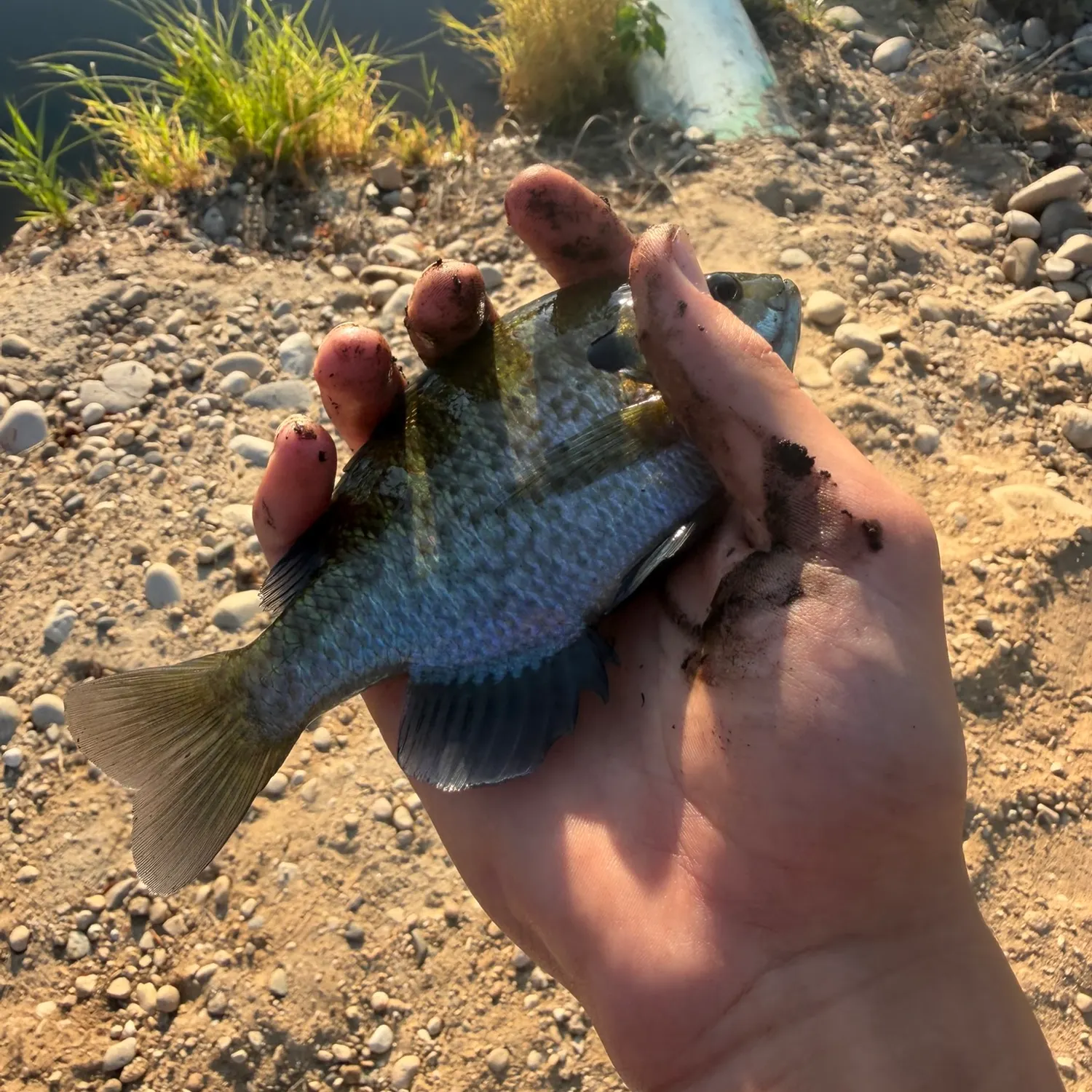 Bluegill caught on Fishbrain