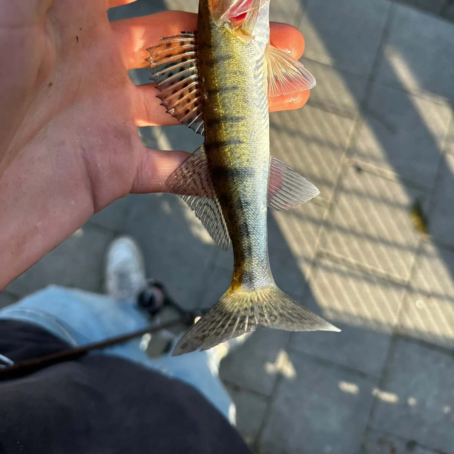 The most recent Zander catches on Fishbrain