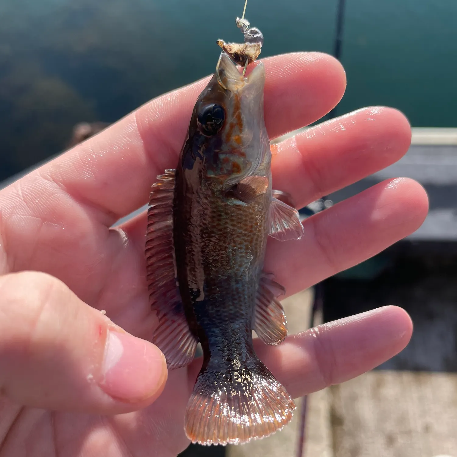 The most recent Cunner catches on Fishbrain