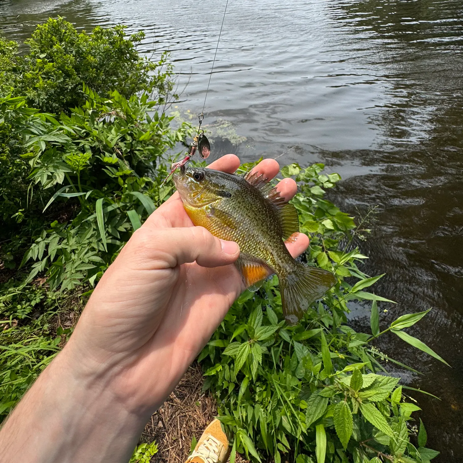 recently logged catches