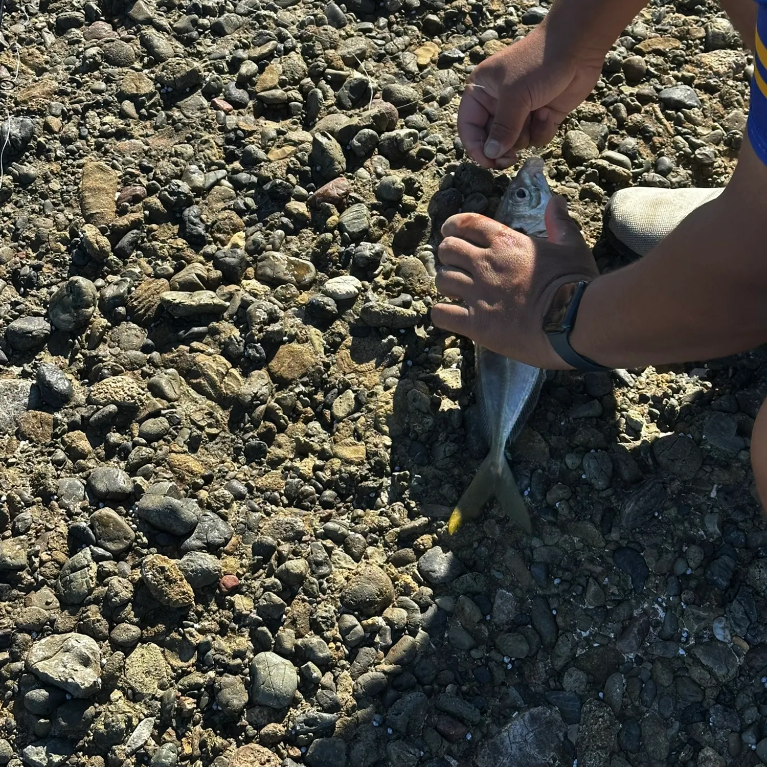 Fish caught on Fishbrain