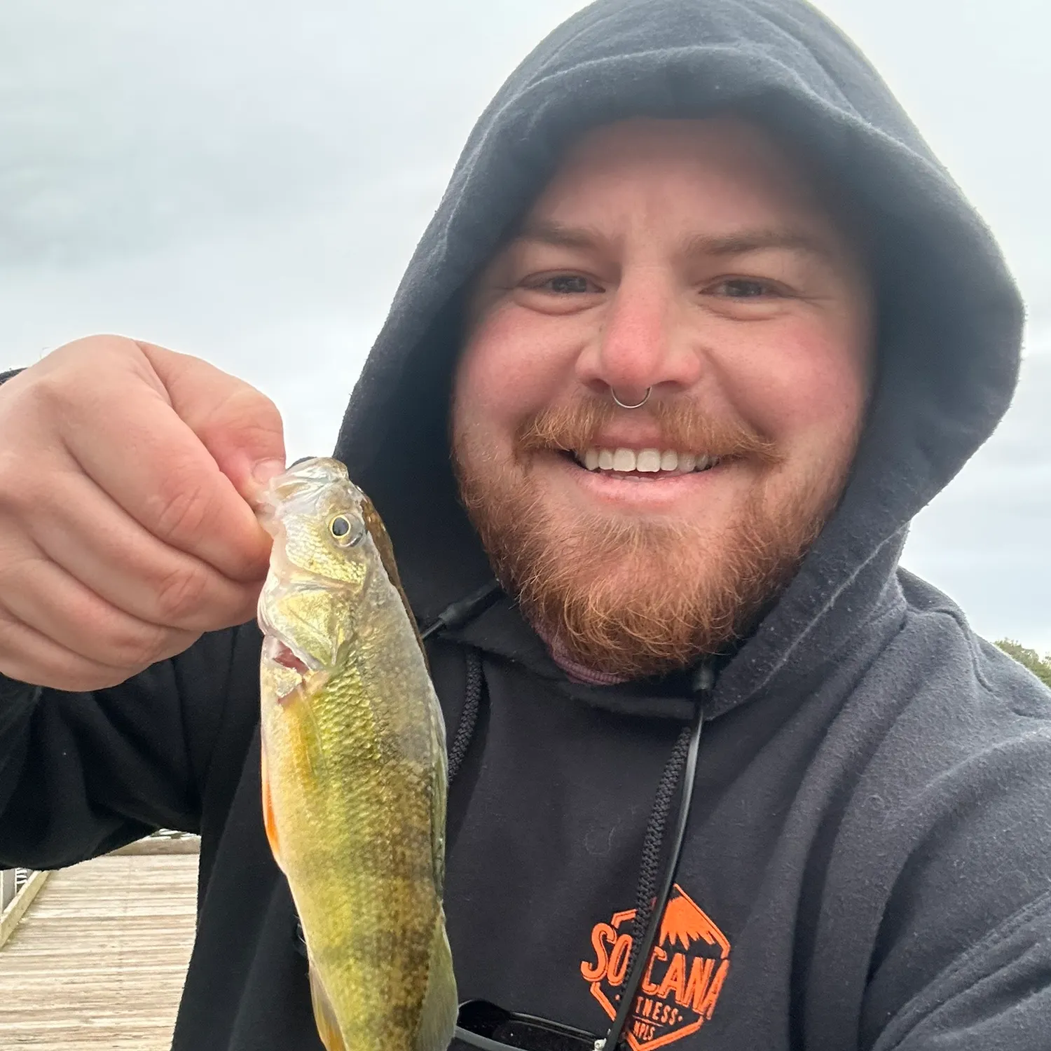 Yellow perch caught on Fishbrain