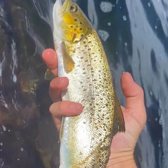 Sea trout caught on Fishbrain