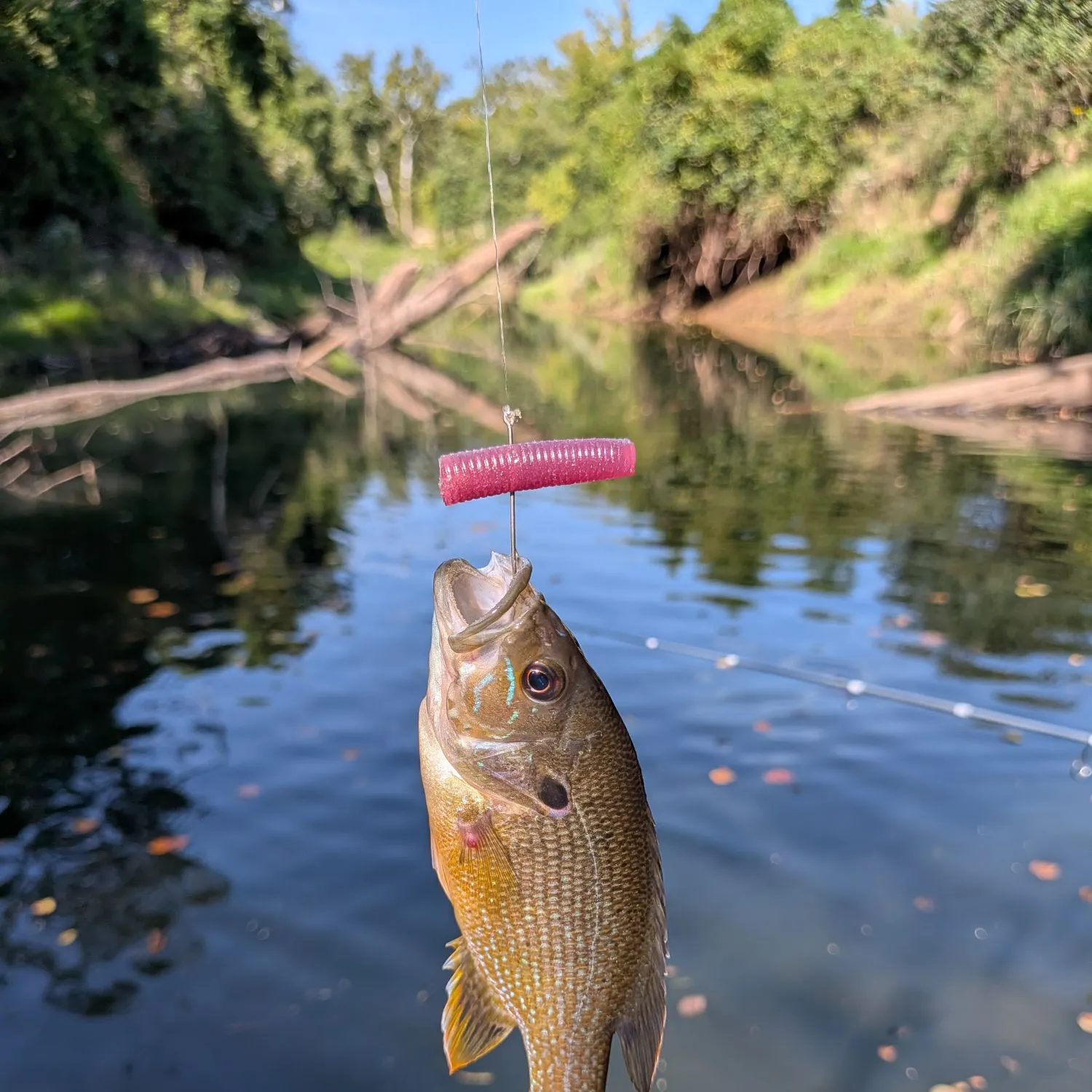 Green sunfish caught on Fishbrain