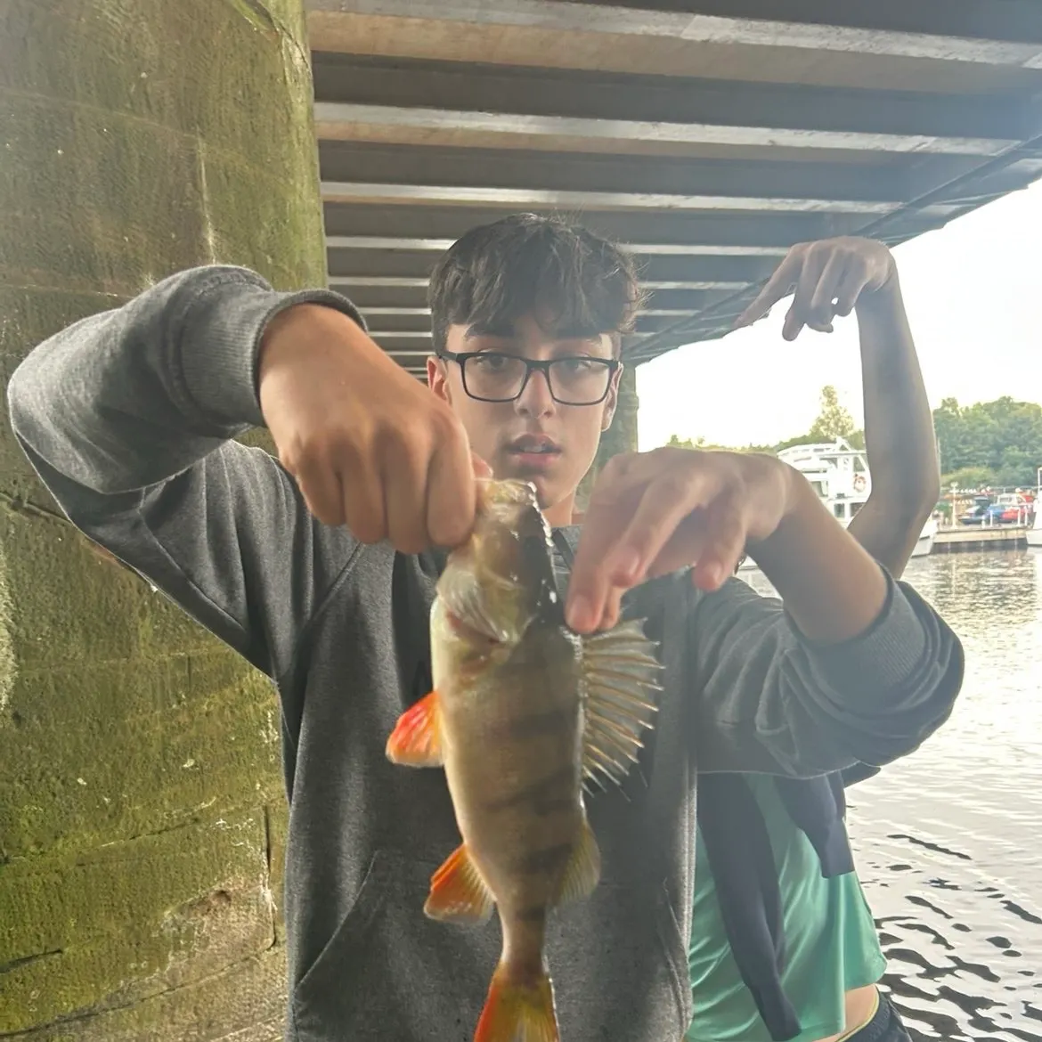 European perch caught on Fishbrain