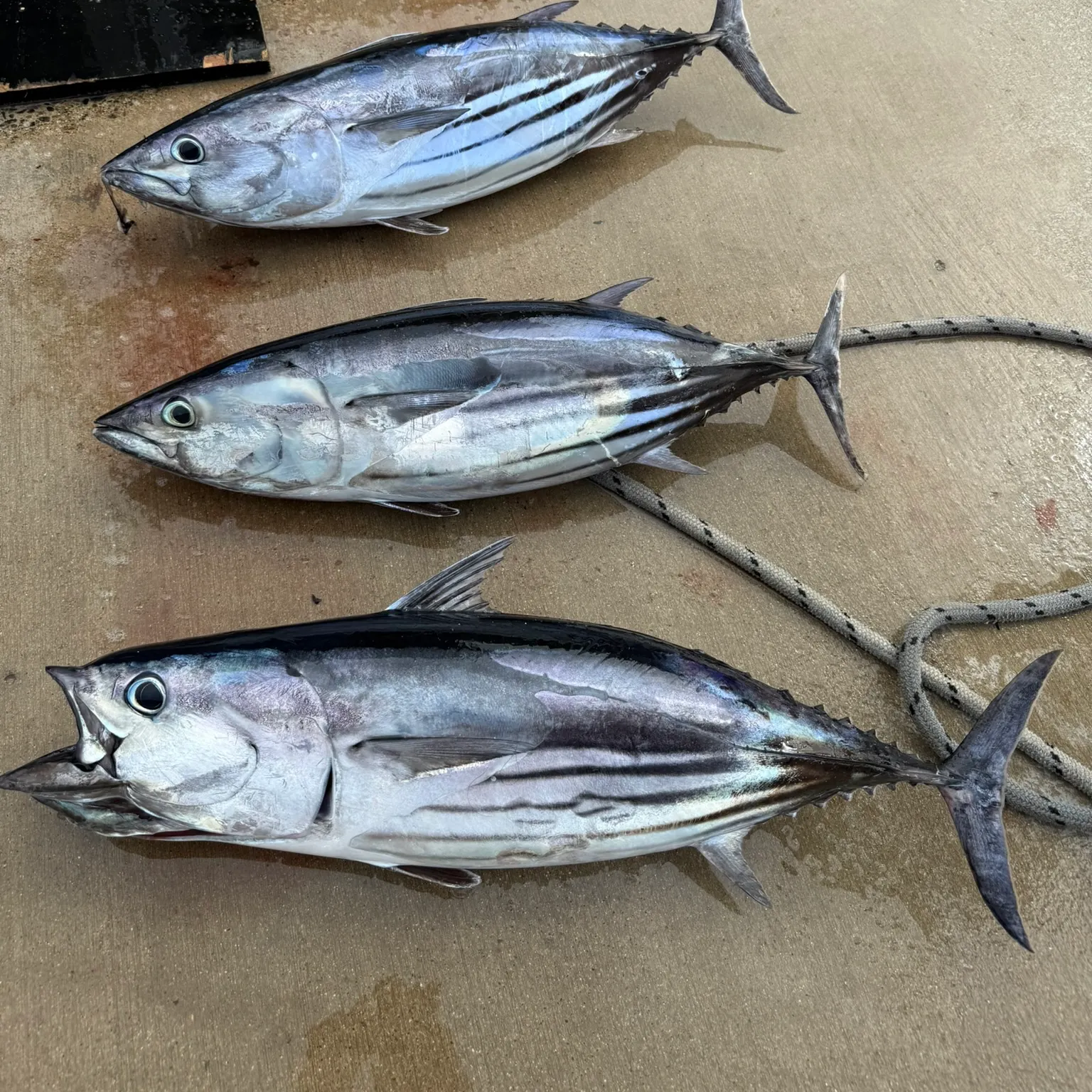 The most recent Skipjack tuna catches on Fishbrain