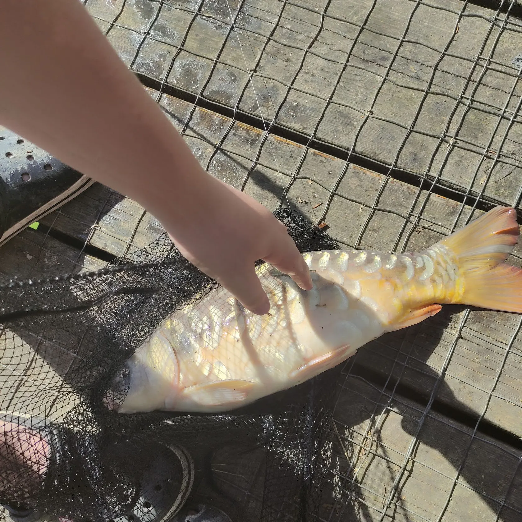 Ghost carp caught on Fishbrain