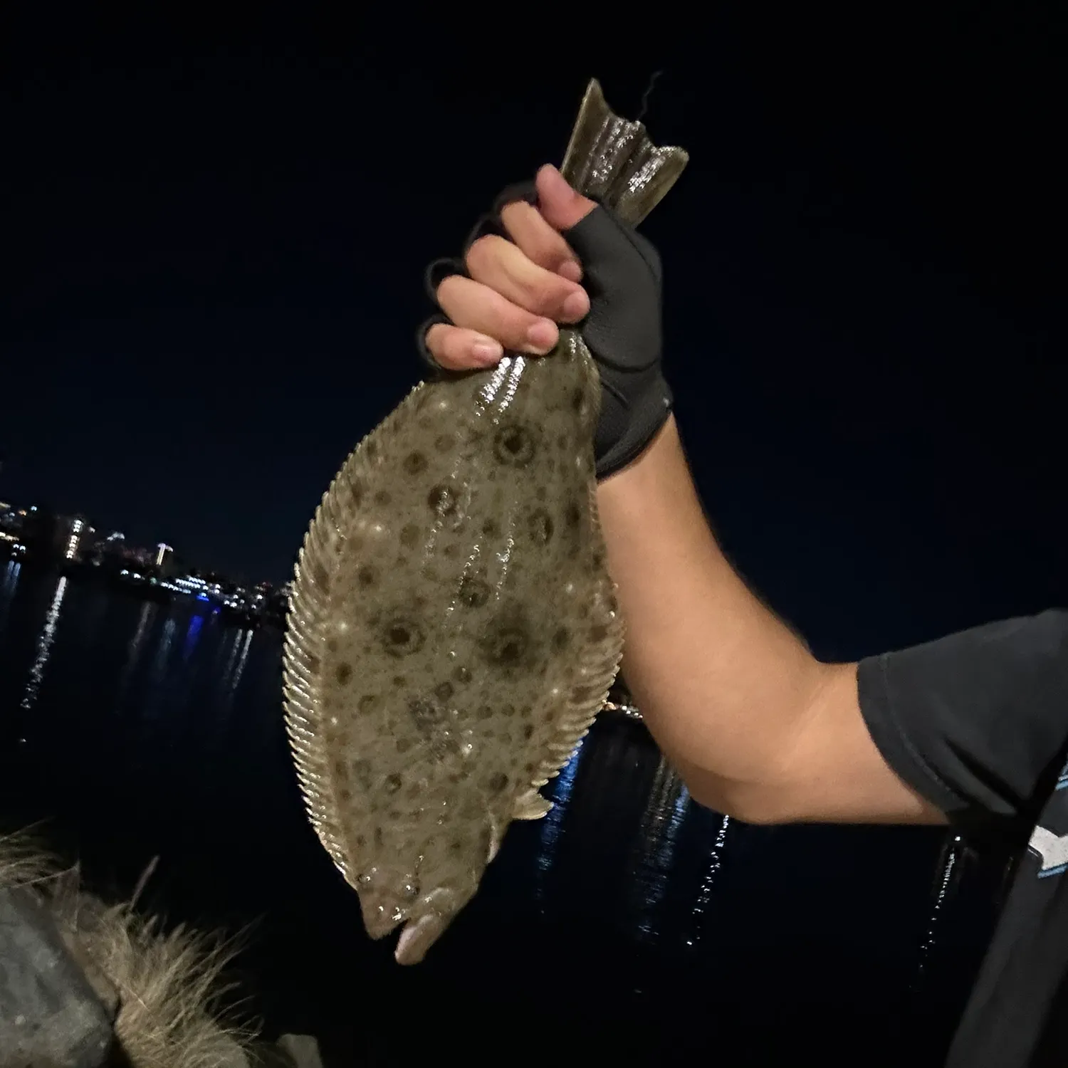 The most recent California halibut catches on Fishbrain