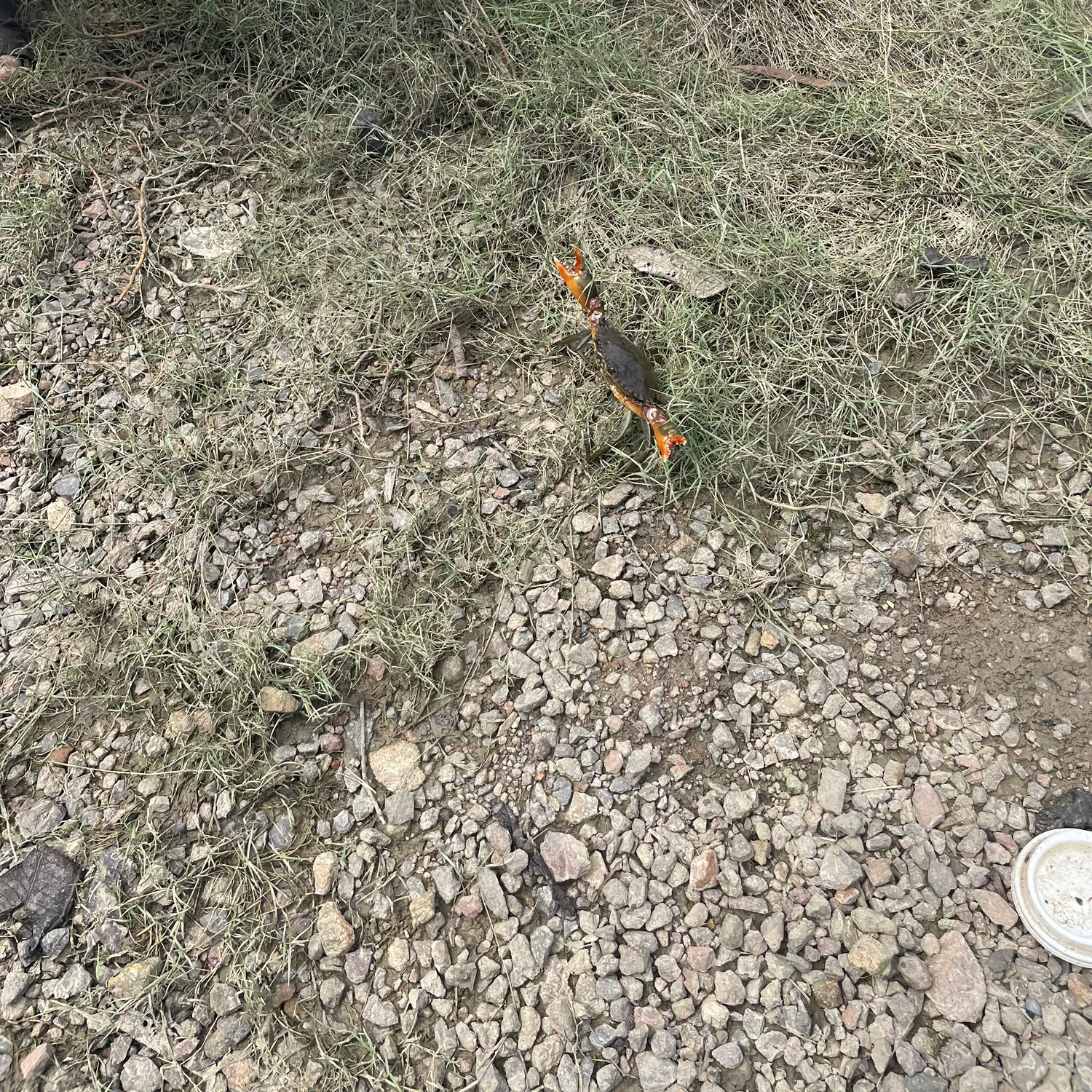 The most recent Giant mud crab catches on Fishbrain