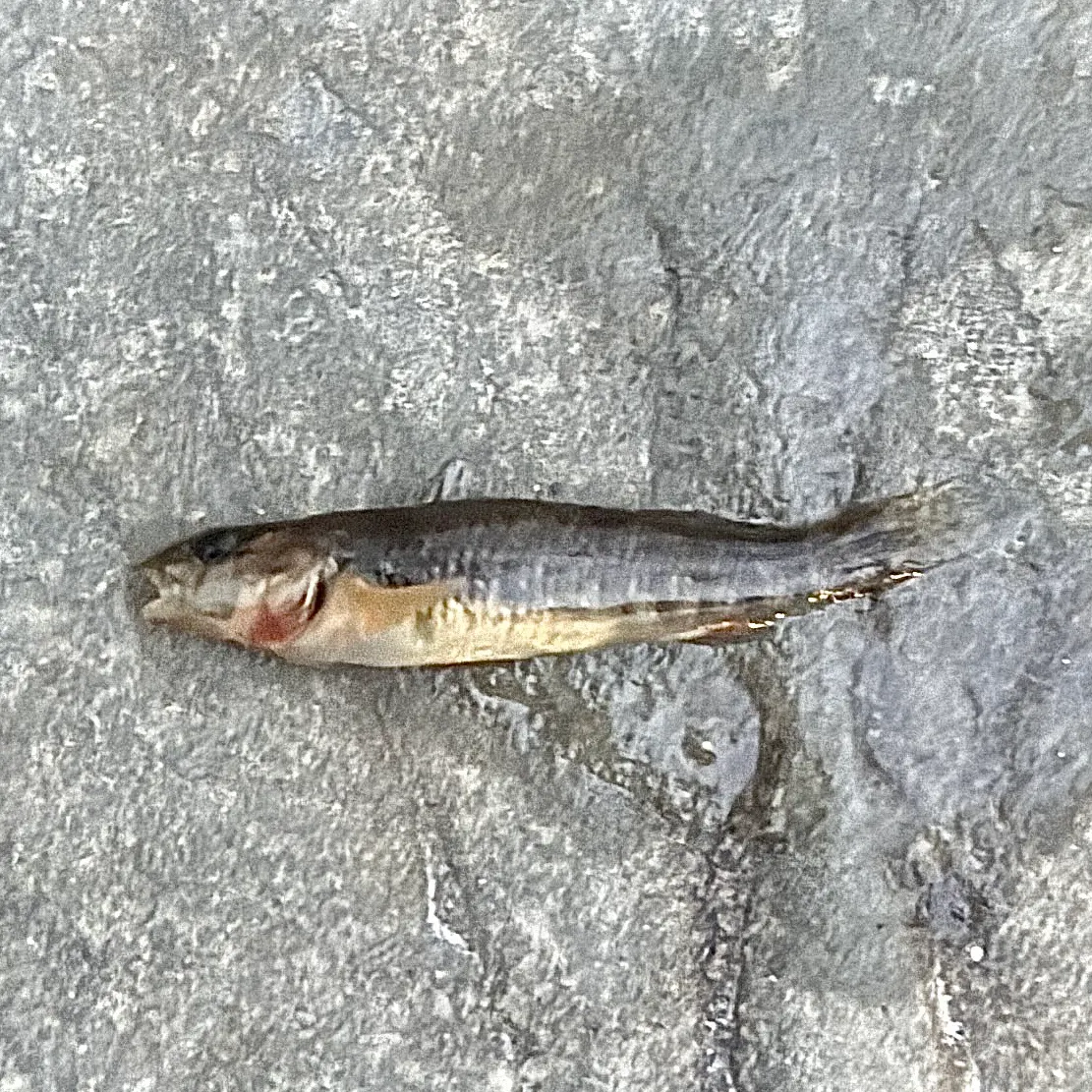 The most recent Rainbow darter catches on Fishbrain