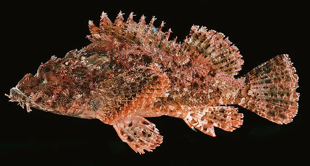 Weedy stingfish