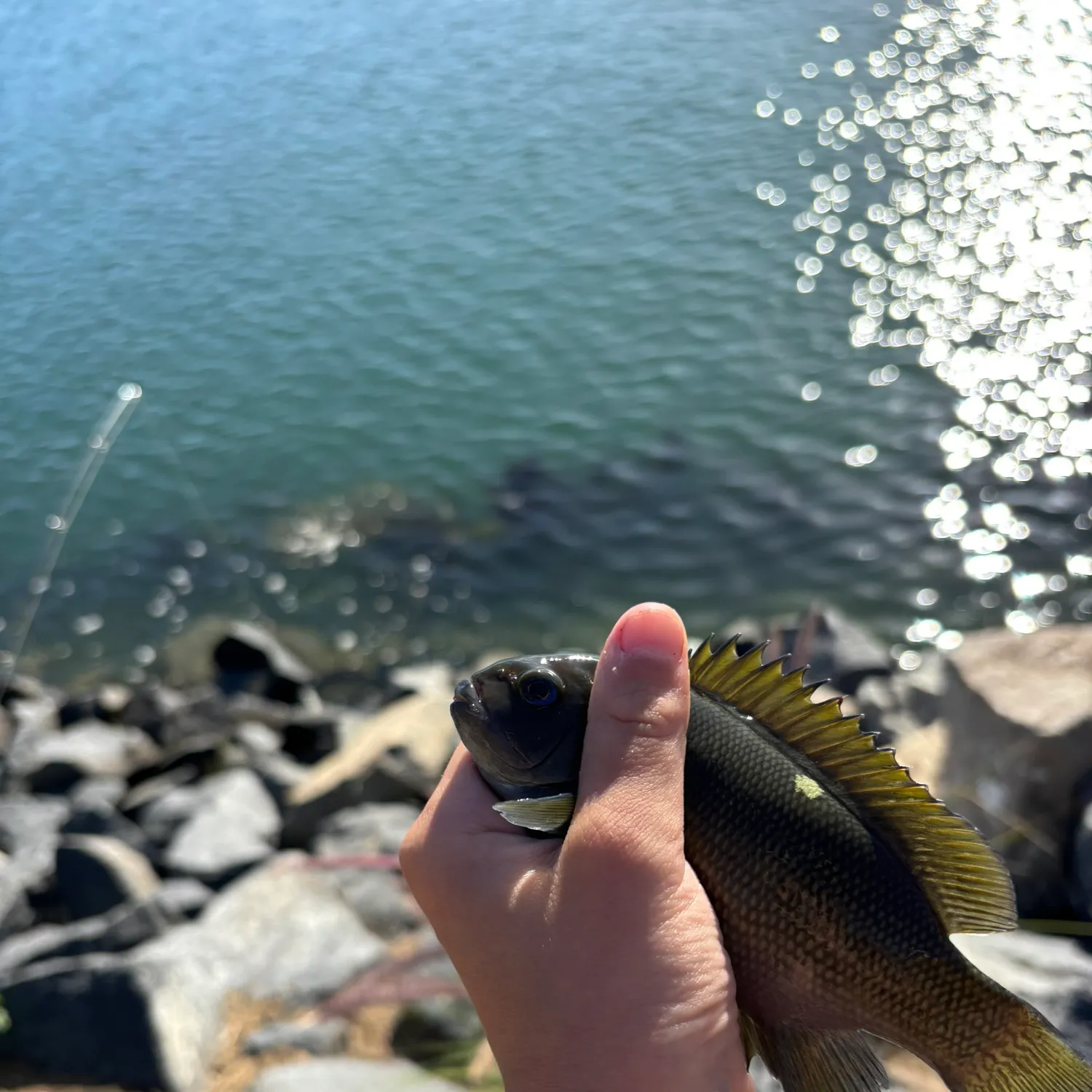 The most recent Opaleye catches on Fishbrain