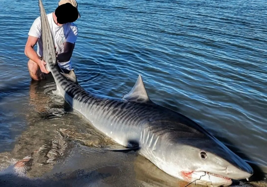 Tiger shark