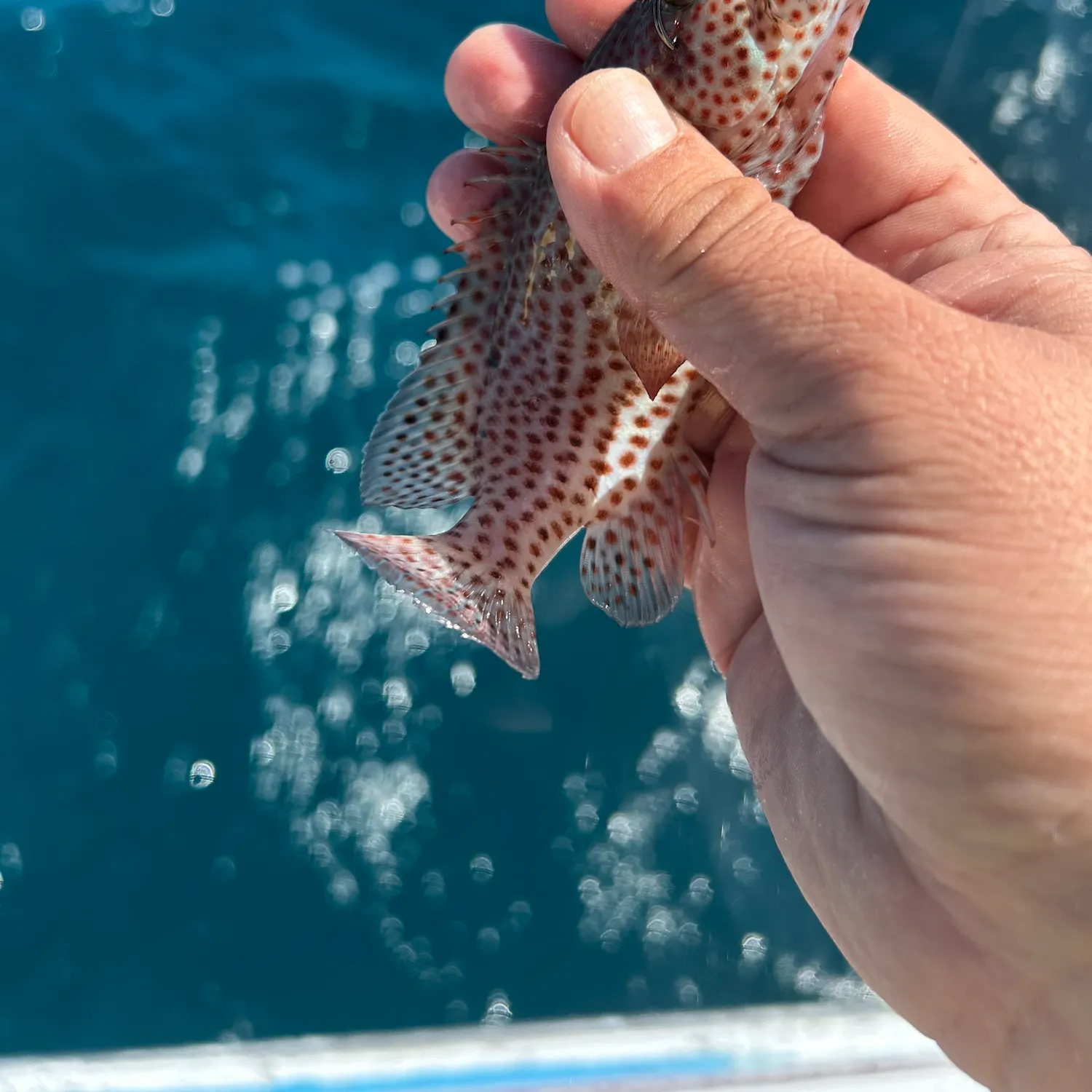 The most recent Graysby grouper catches on Fishbrain