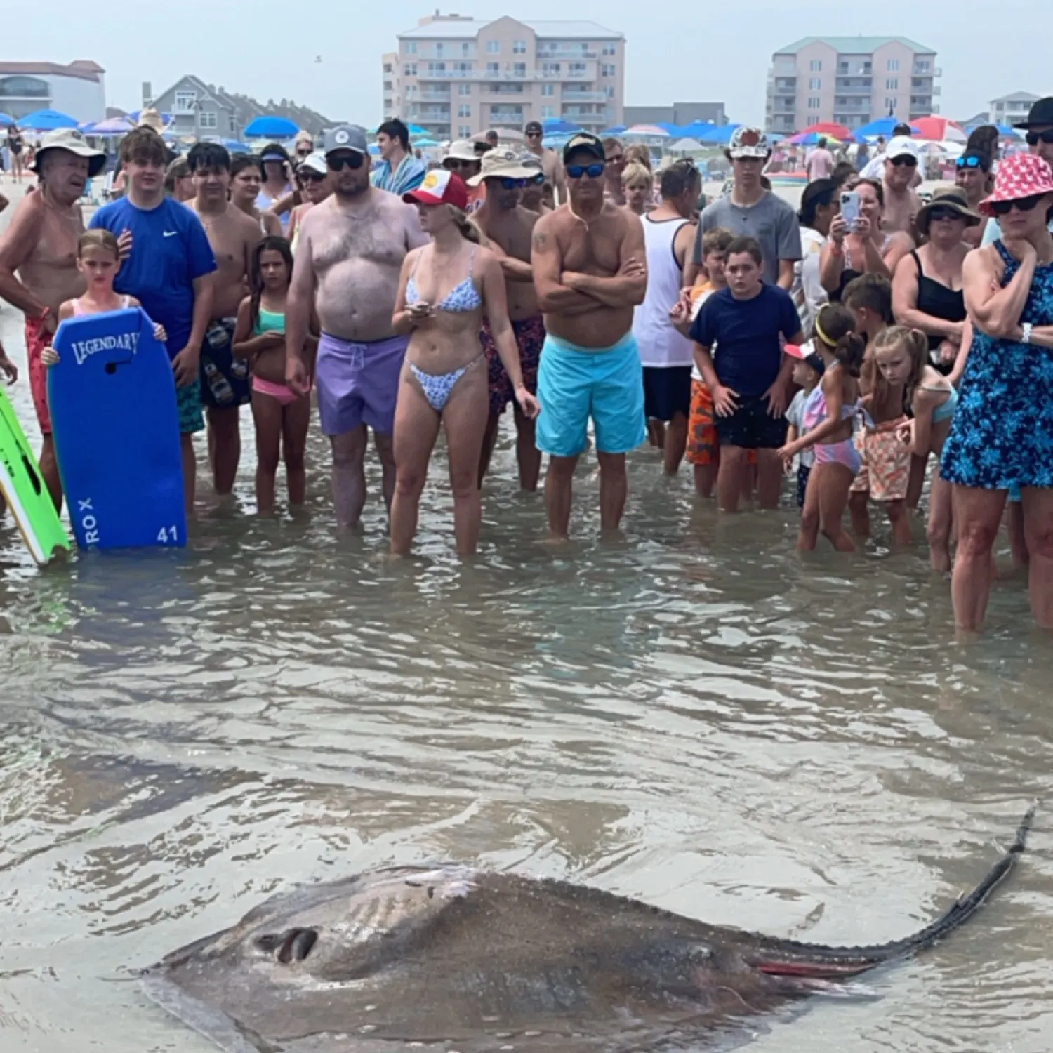 The most recent Southern stingray catches on Fishbrain