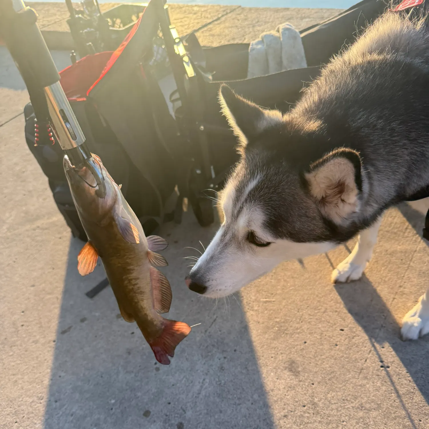 Brown bullhead caught on Fishbrain