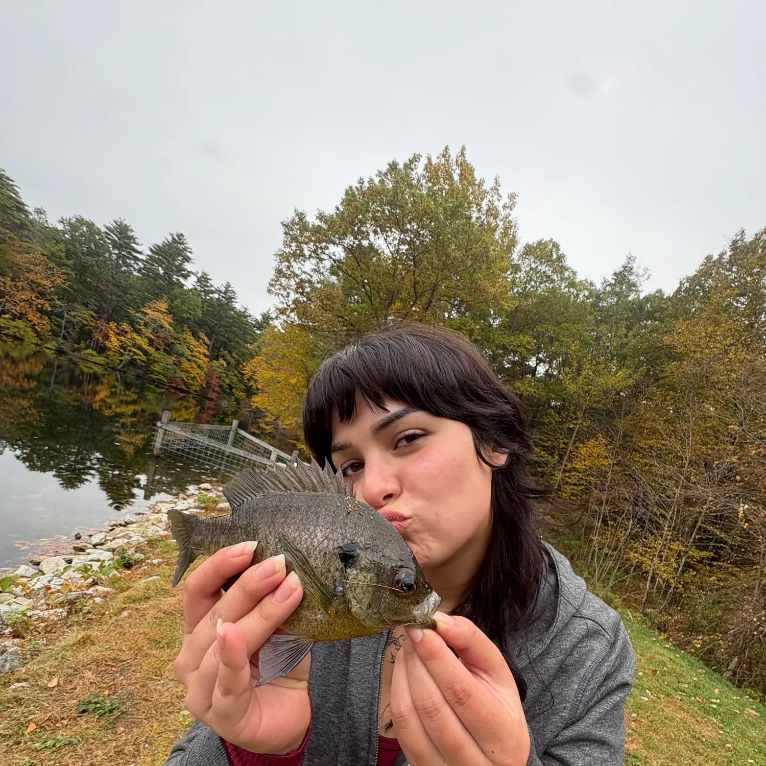 Bluegill caught on Fishbrain