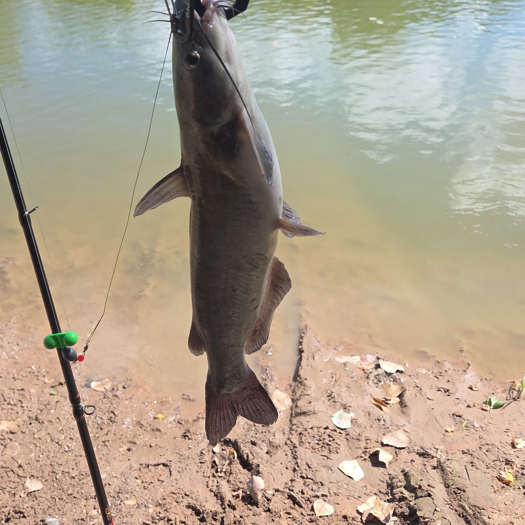 Channel catfish caught on Fishbrain