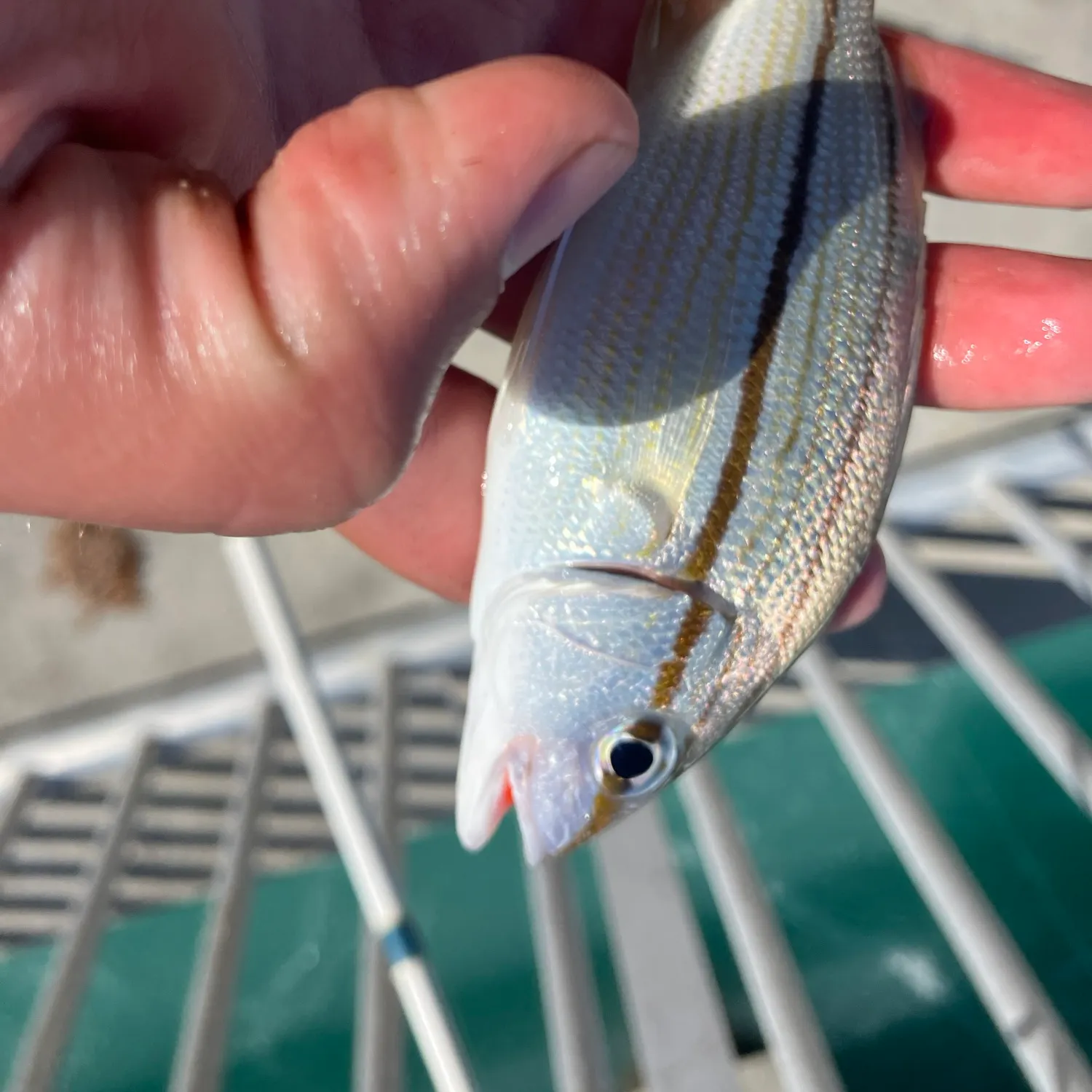 The most recent Tomtate grunt catches on Fishbrain