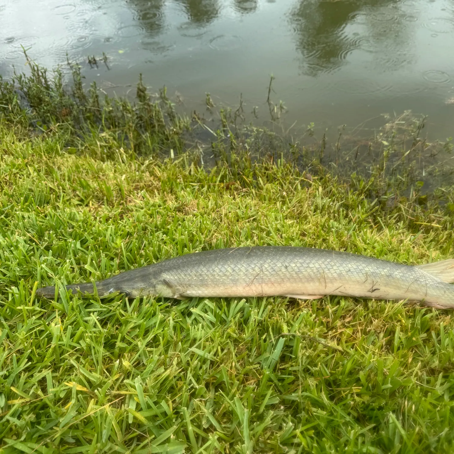 Spotted gar caught on Fishbrain