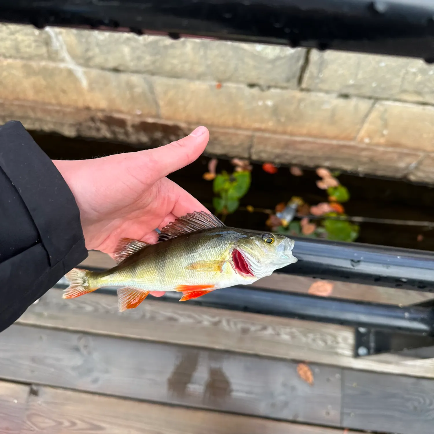 European perch caught on Fishbrain