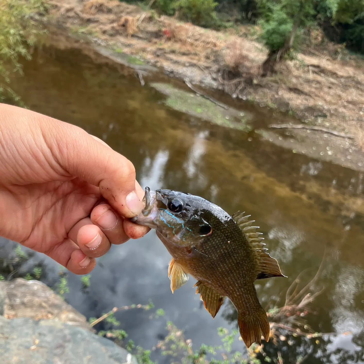 Green sunfish caught on Fishbrain