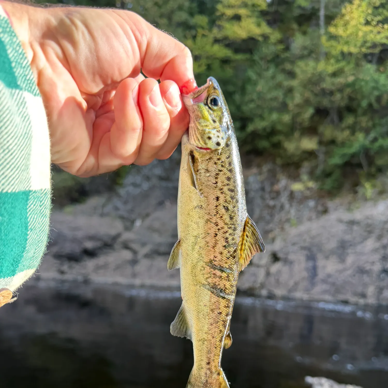 Atlantic salmon caught on Fishbrain