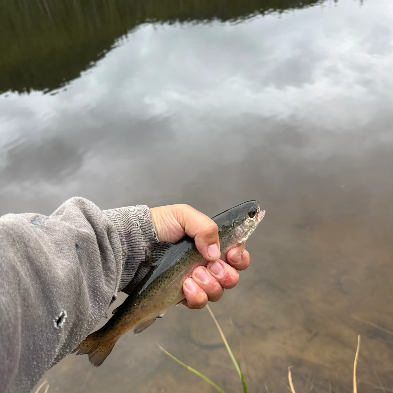 Rainbow trout caught on Fishbrain