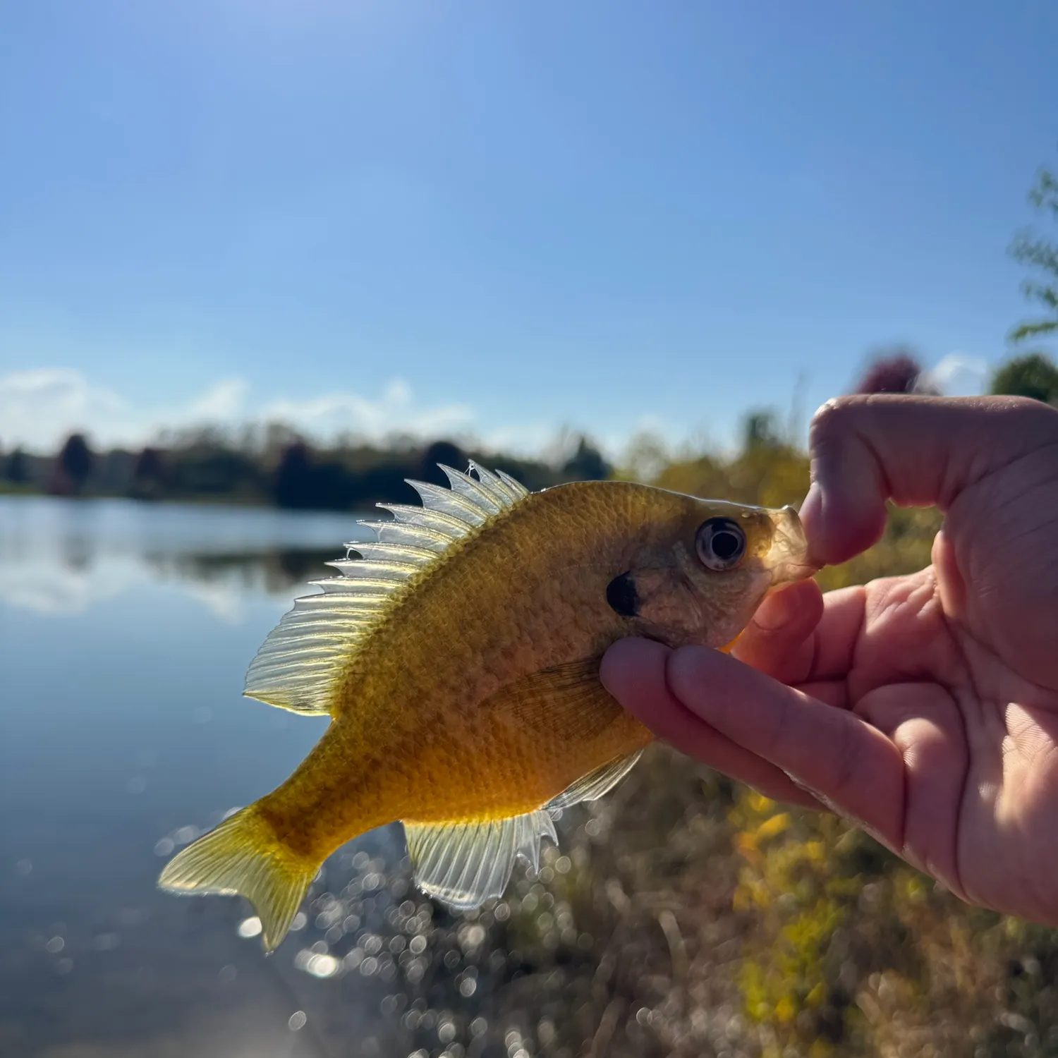Bluegill caught on Fishbrain